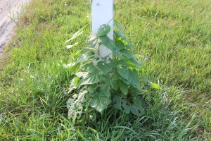 Morning Glory vines on their way to hiding the mailbox