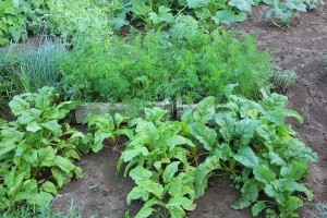 Beets (less 2 messes of greens) and carrots