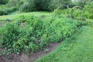 Want some tomatoes? 