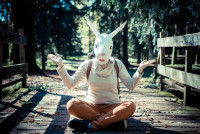 Animal spirit guides