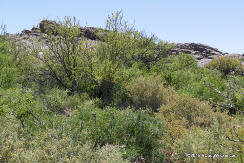 Hueco Tanks Trees