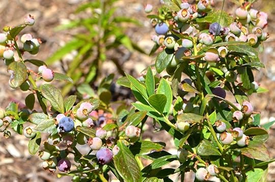 sunshine-blueberry-berries