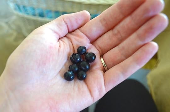 sunshine-blueberry-size