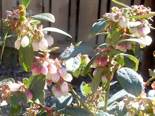sunshine-blueberry-flowers