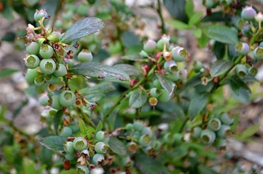 sunshine-blueberry-ripening