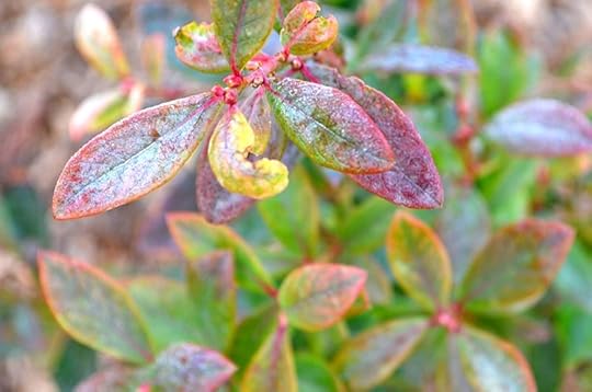 sunshine-blueberry-winter