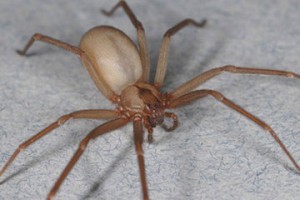 brown-recluse-spider-sized