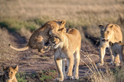 Lion cub and lioness in Naboisho Conservancy, Masai Mara, Kenya by Marja Schartz