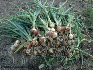 Onions at harvest.