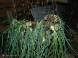 Onions hung to dry after harvest.