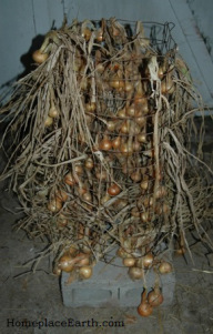 Onions dried on this circle of fencing.