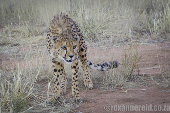 Okonjima, Namibia
