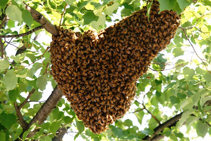 swarm of bees