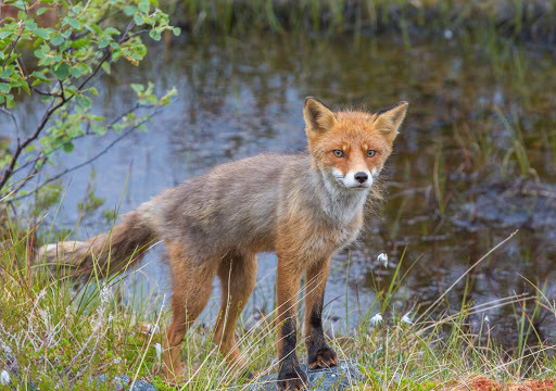 Fox, northern Norway. Photographer Benny Høynes