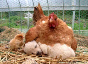 A - Humor chicken