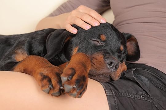 RottiePup_5353394_original
