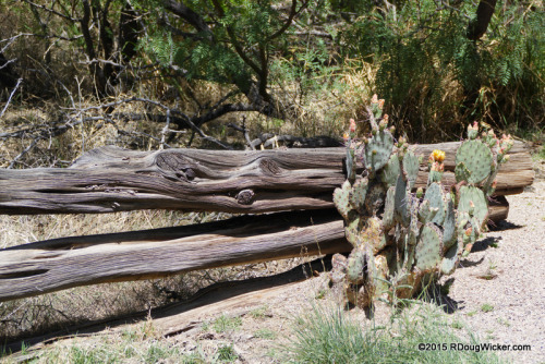 The Fence and the Cactus
