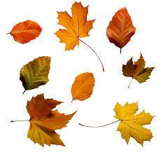 leaf3