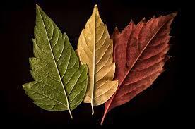 leaf5