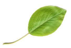 leaf4