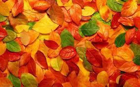 leaf6