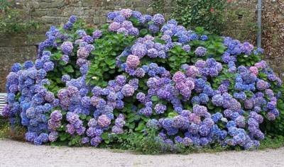 Hydrangea-in-brittany-france-21329254