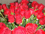 closeup roses