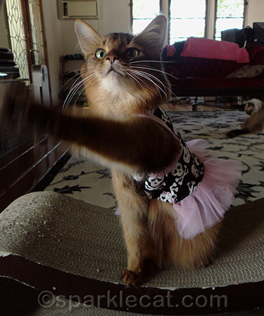 I look like I'm raising my paw to use the restroom