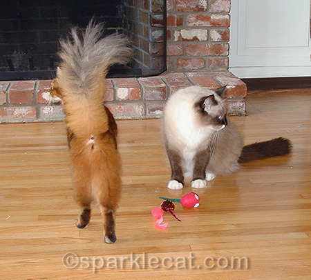 Nice tail!