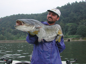 Wel Catfish