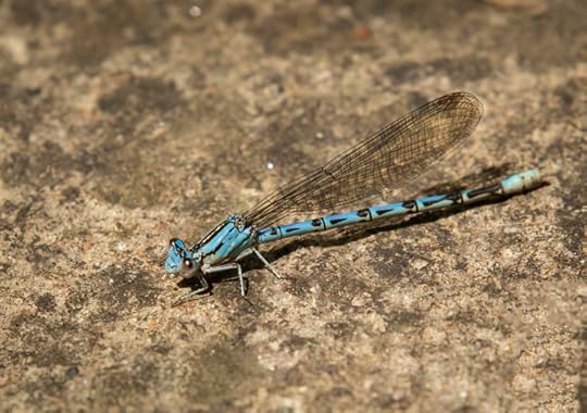 Northern bluet