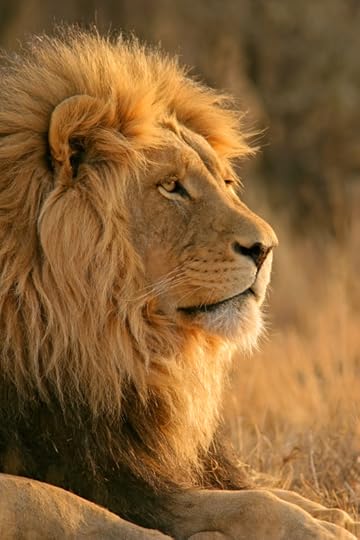 Portrait of a big male African lion (Panthera leo), South Africa