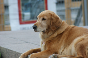 Canadian_Golden_Retriever