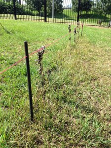 dead-sunflowers-roundup