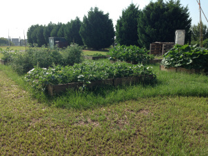 btw-school-garden-july-9-2015
