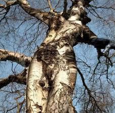 A beautiful piece of Tree Goddess Photoshop work...if you know the artist, please let me know.