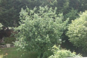 Apple tree from study