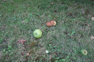 Apples on ground