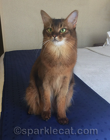 My human was bummed there was no refrigerator