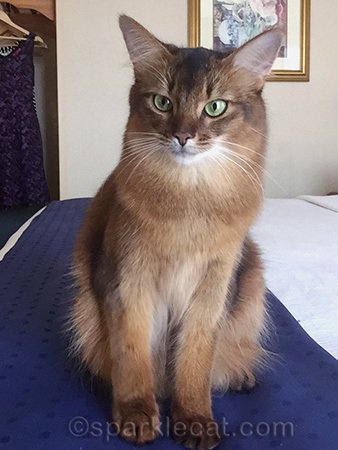 Don't mind my human's dresses in the background.