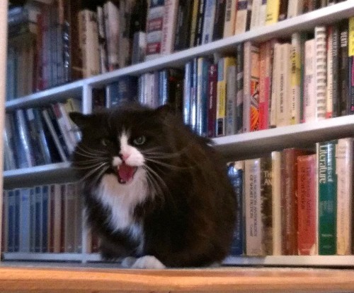 cat-books