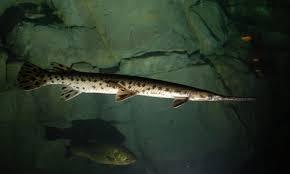 Gar