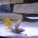 Cichlid_Edward_Lewellen