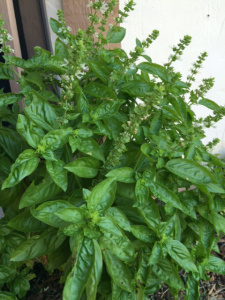 basil