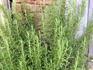 rosemary