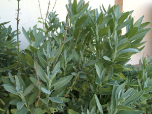 sage