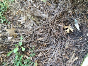 thyme
