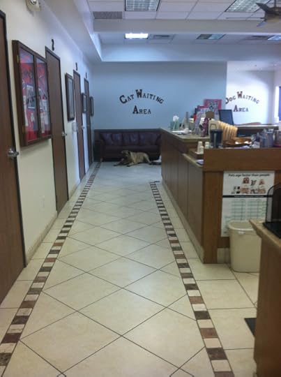 dog at vet