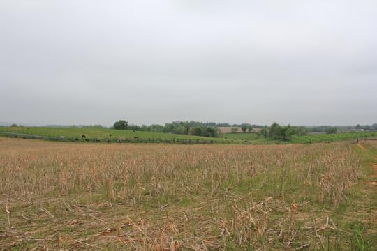 16. View members of the Irish Brigade would have had towards Confederate positions in Bloody Lane, marked by the fenceline.