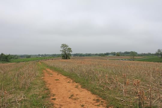 25. View that some of the Irish Brigade, likely men of the 29th Masachusetts, had over the Sunken Lane towards the Piper Cornfield.